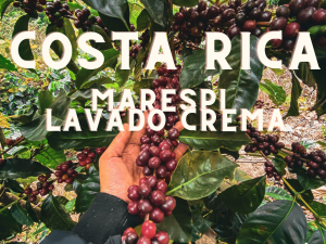 COSTA RICA Marespi (Lavado Crema)