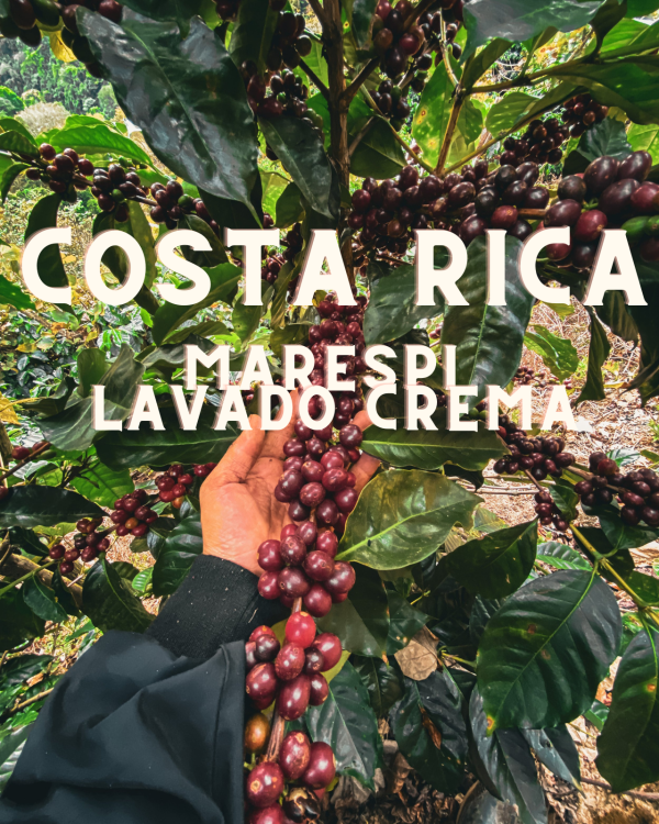 COSTA RICA Marespi (Lavado Crema)